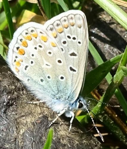 Réf. 204 919 : Polyommatus icarus